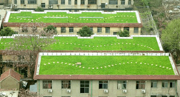 临沂屋顶绿化