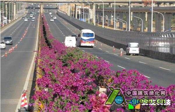 昆明高架桥垂直绿化