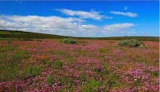 纳马夸兰春日花海