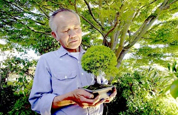 日本盆景大师Johnny Uchida