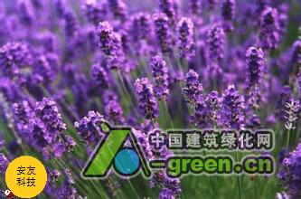 清远薰衣草图片