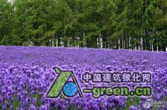 清远薰衣草图片