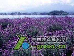 清远薰衣草图片