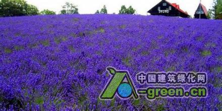 清远薰衣草图片