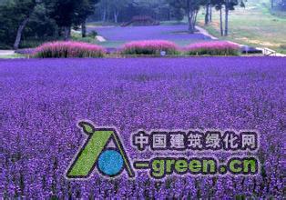 清远薰衣草图片