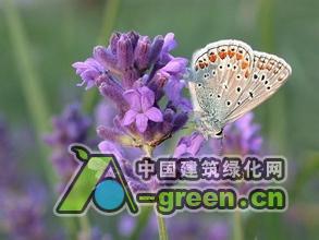 清远薰衣草图片