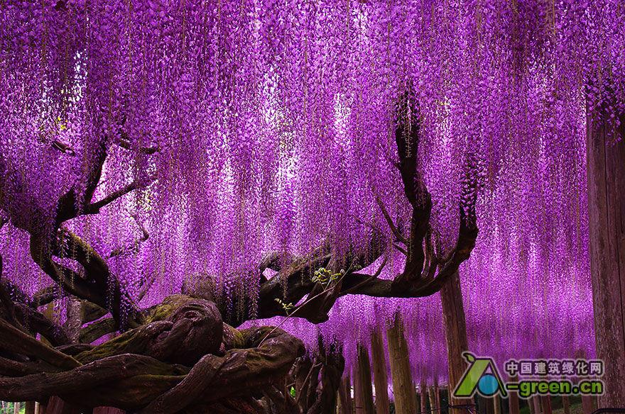 一颗美丽的树的图片