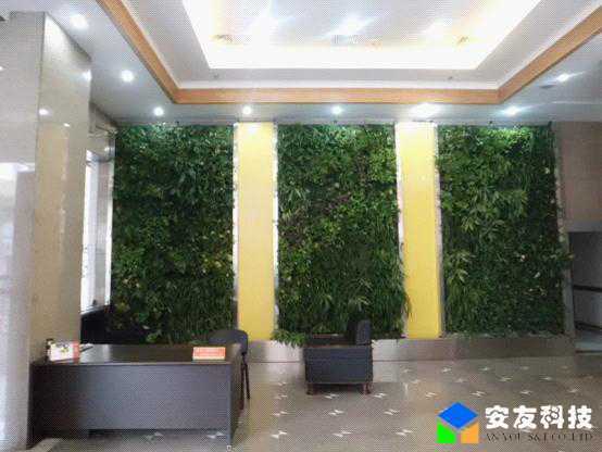 办公室里的绿色植物墙